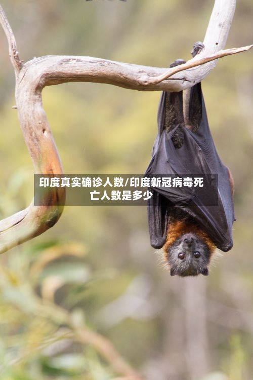 印度真实确诊人数/印度新冠病毒死亡人数是多少