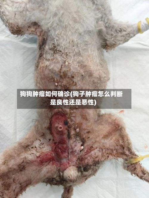 狗狗肿瘤如何确诊(狗子肿瘤怎么判断是良性还是恶性)