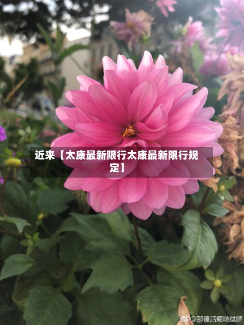 近来【太康最新限行太康最新限行规定】-第2张图片