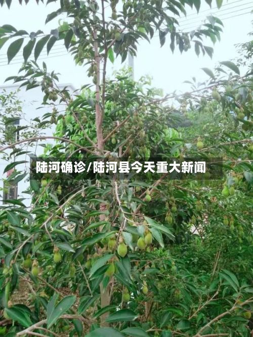 陆河确诊/陆河县今天重大新闻
