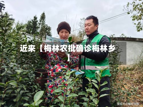 近来【梅林农批确诊梅林乡】