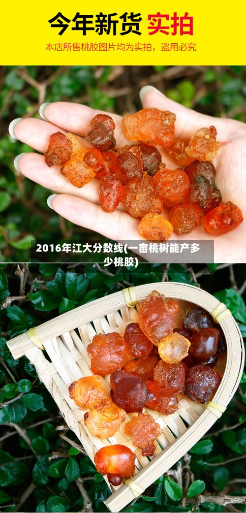 2016年江大分数线(一亩桃树能产多少桃胶)
