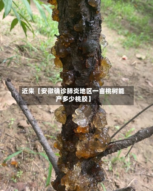 近来【安徽确诊肺炎地区一亩桃树能产多少桃胶】