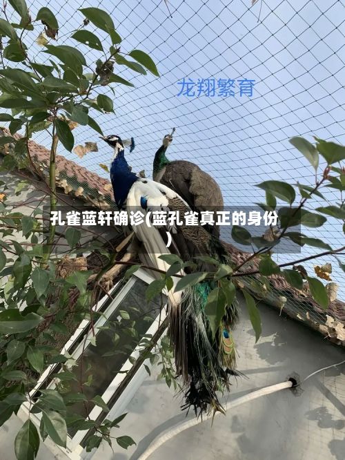 孔雀蓝轩确诊(蓝孔雀真正的身份)-第2张图片