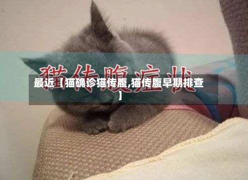 最近【猫确诊猫传腹,猫传腹早期排查】-第2张图片