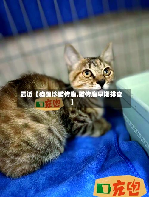 最近【猫确诊猫传腹,猫传腹早期排查】-第3张图片