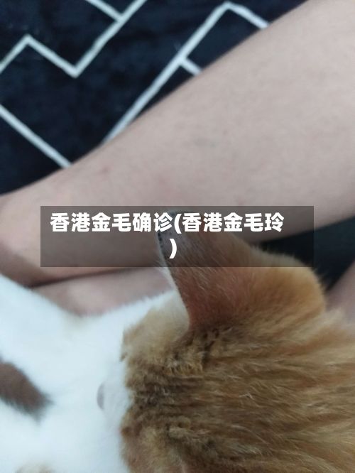 香港金毛确诊(香港金毛玲)-第3张图片