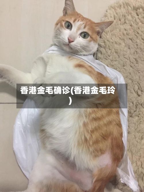 香港金毛确诊(香港金毛玲)-第2张图片