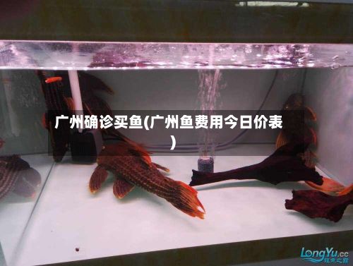 广州确诊买鱼(广州鱼费用今日价表)
