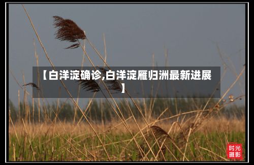 【白洋淀确诊,白洋淀雁归洲最新进展】