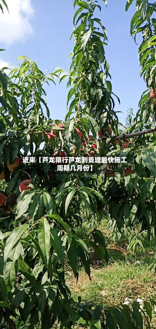 近来【芦龙限行芦龙到菱塘最快施工周期几月份】-第3张图片