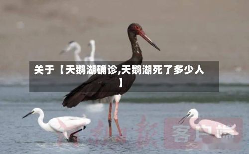 关于【天鹅湖确诊,天鹅湖死了多少人】