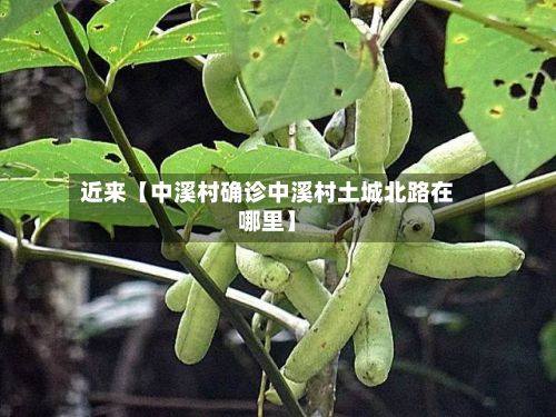 近来【中溪村确诊中溪村土城北路在哪里】