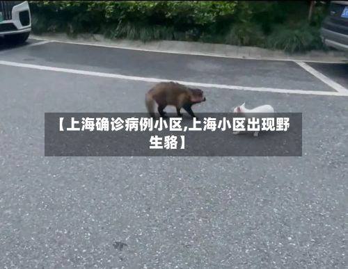 【上海确诊病例小区,上海小区出现野生貉】-第2张图片
