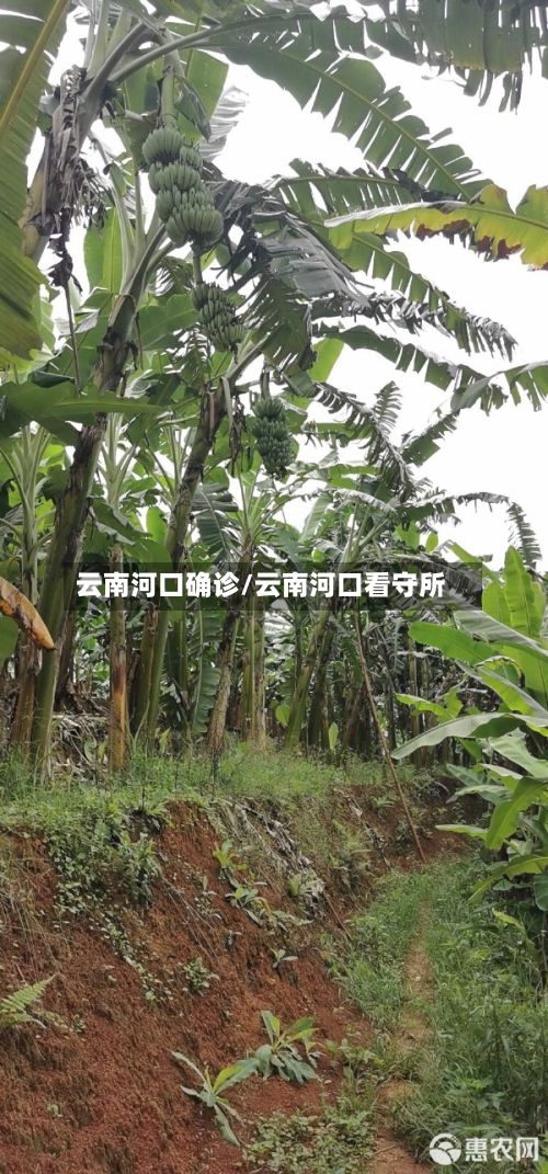 云南河口确诊/云南河口看守所